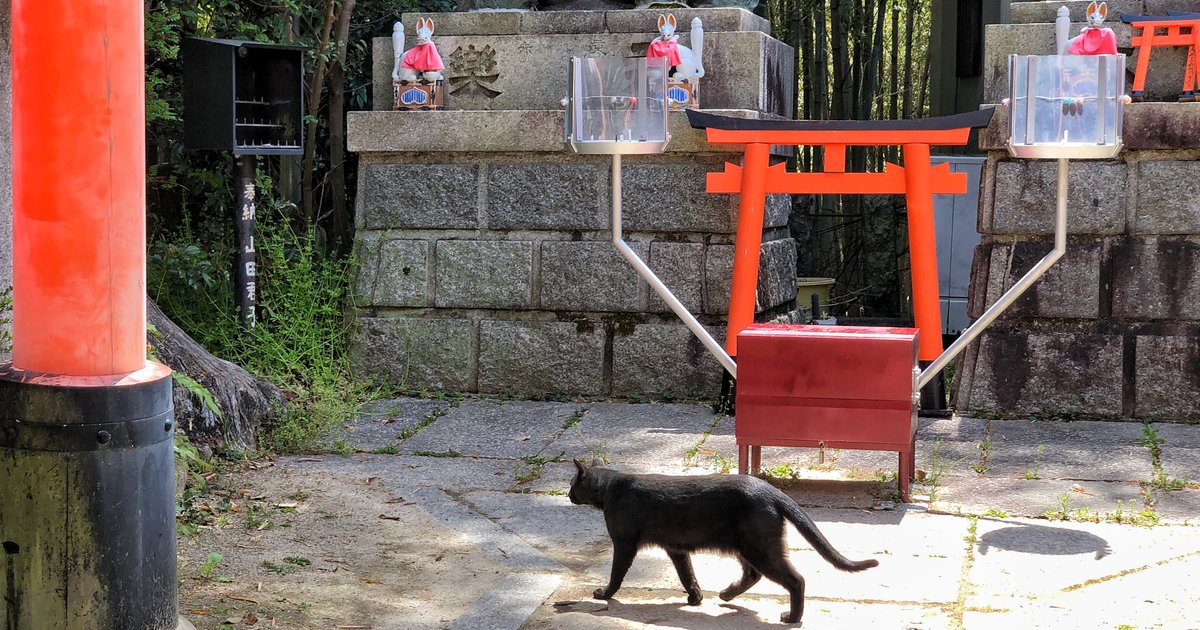 ねこ遭遇率高い伏見稲荷大社 パワースポットに現る猫 お土産に猫写真マストバイ Playlife プレイライフ