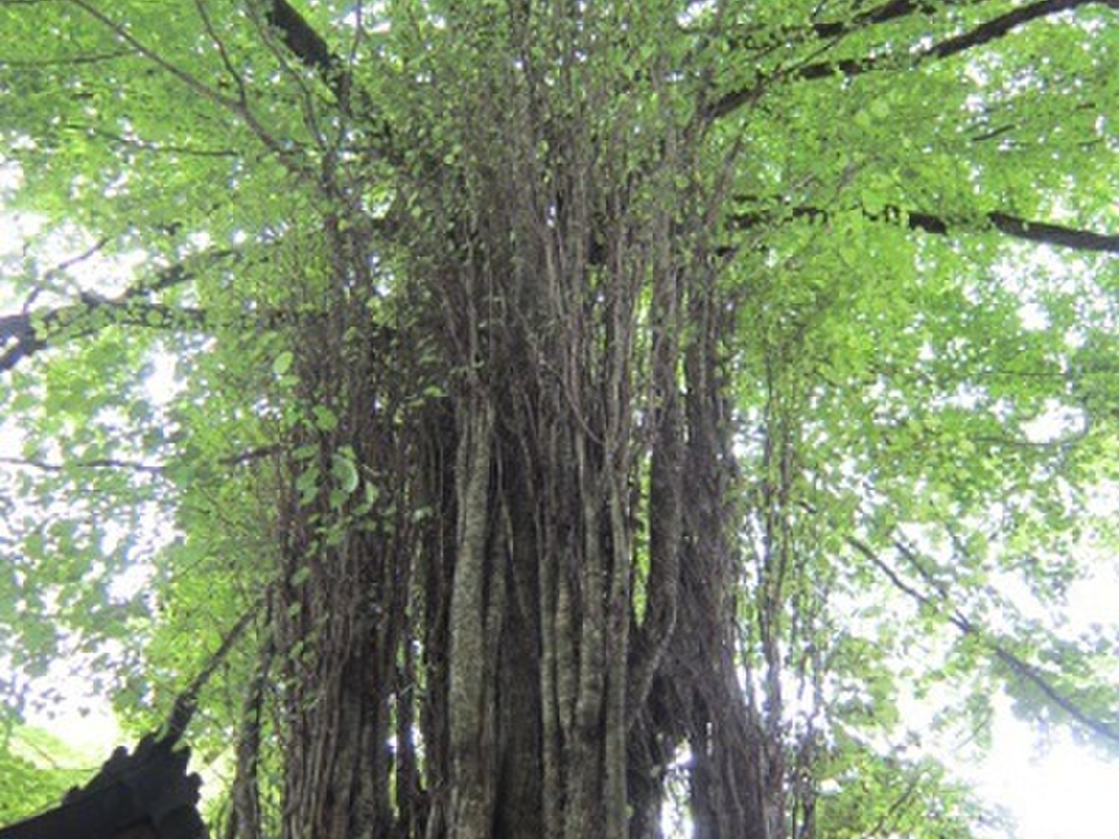 貴船神社