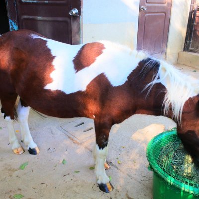 五月山動物園