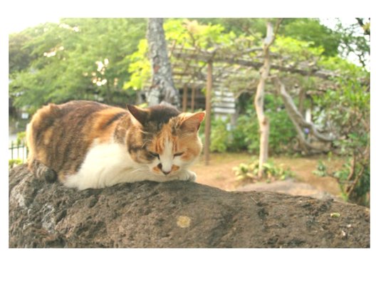 法華経寺