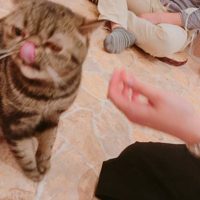 Cat Cafe てまりのおしろ