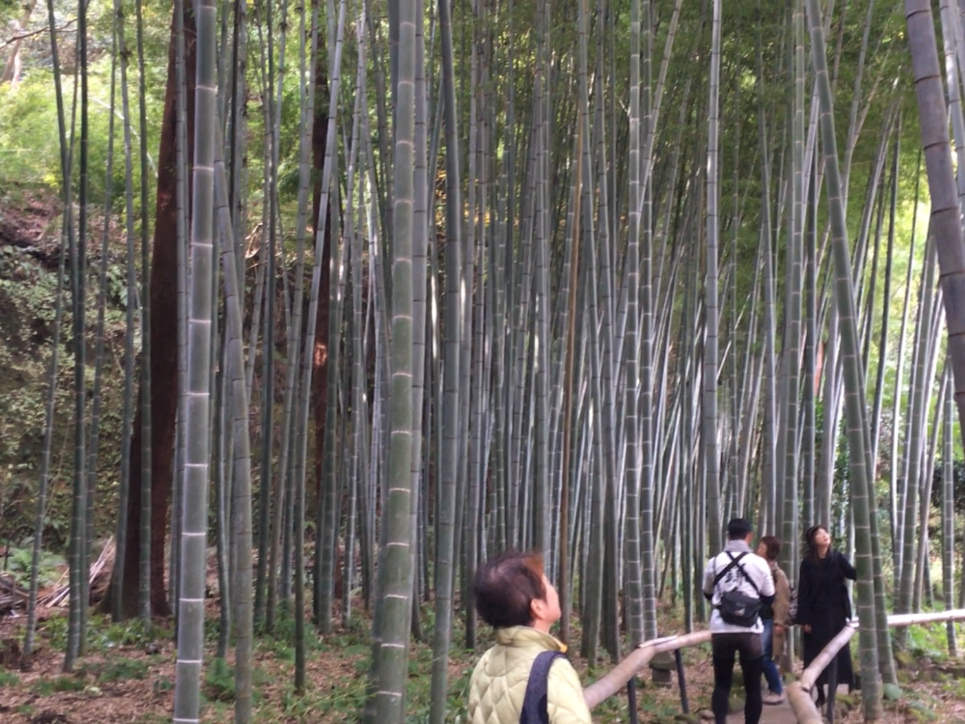 【鎌倉】心落ち着く竹林や、その地ならではのショッピングを楽しめるお散歩コース