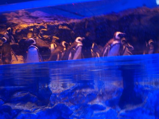 すみだ水族館