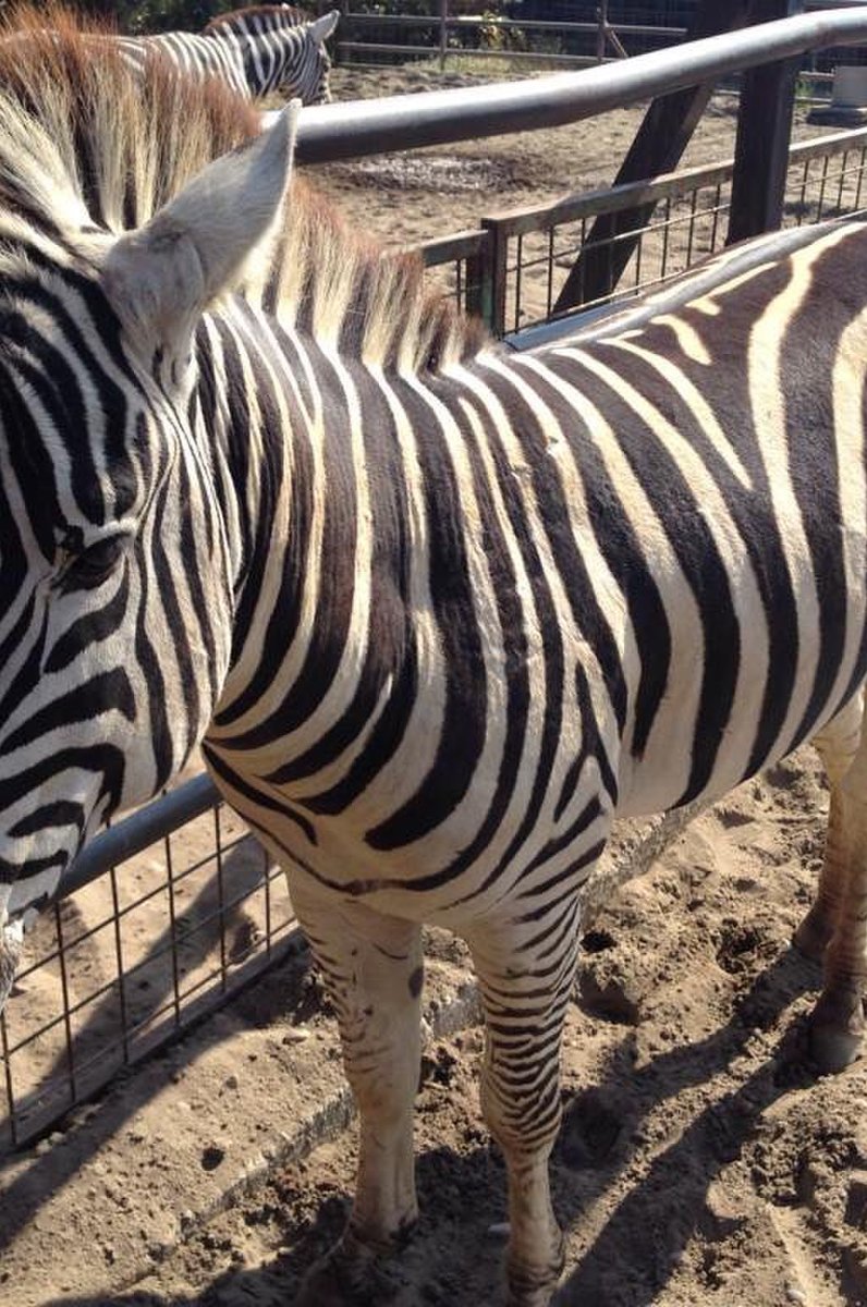 フェニックス自然動物園