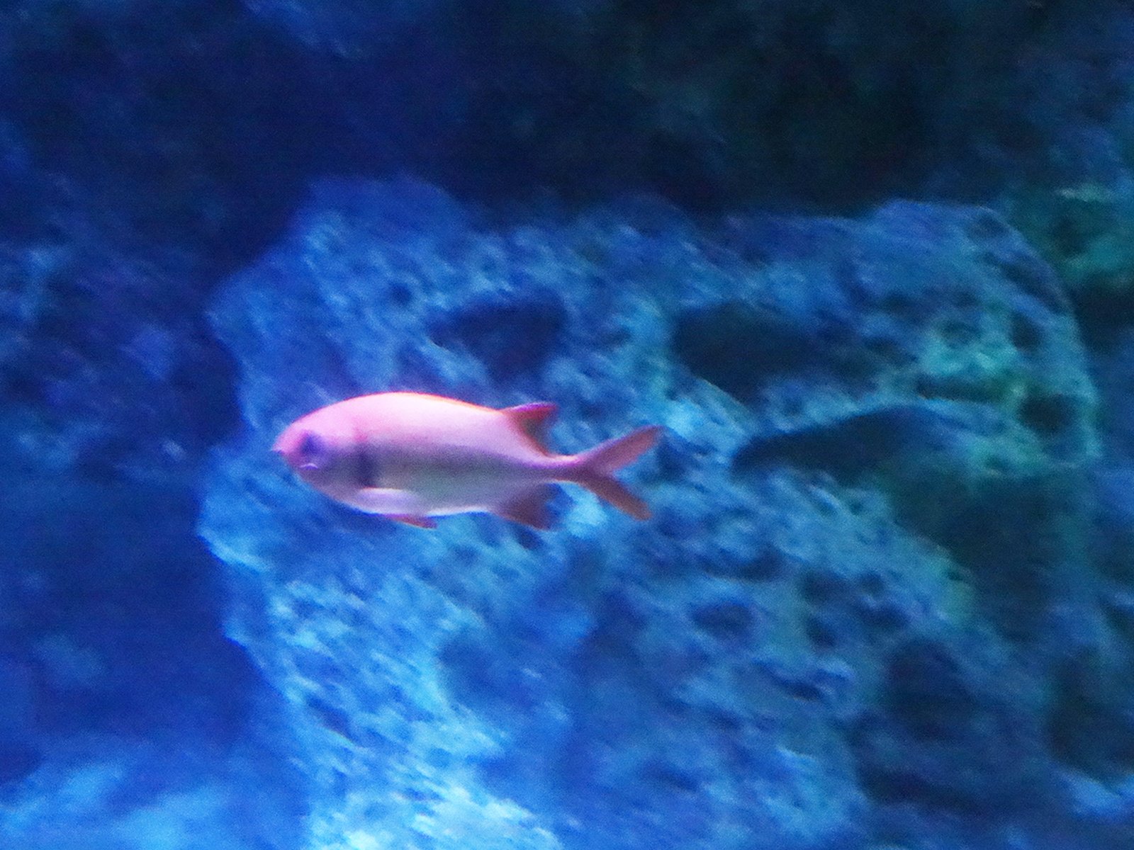 サンシャイン水族館