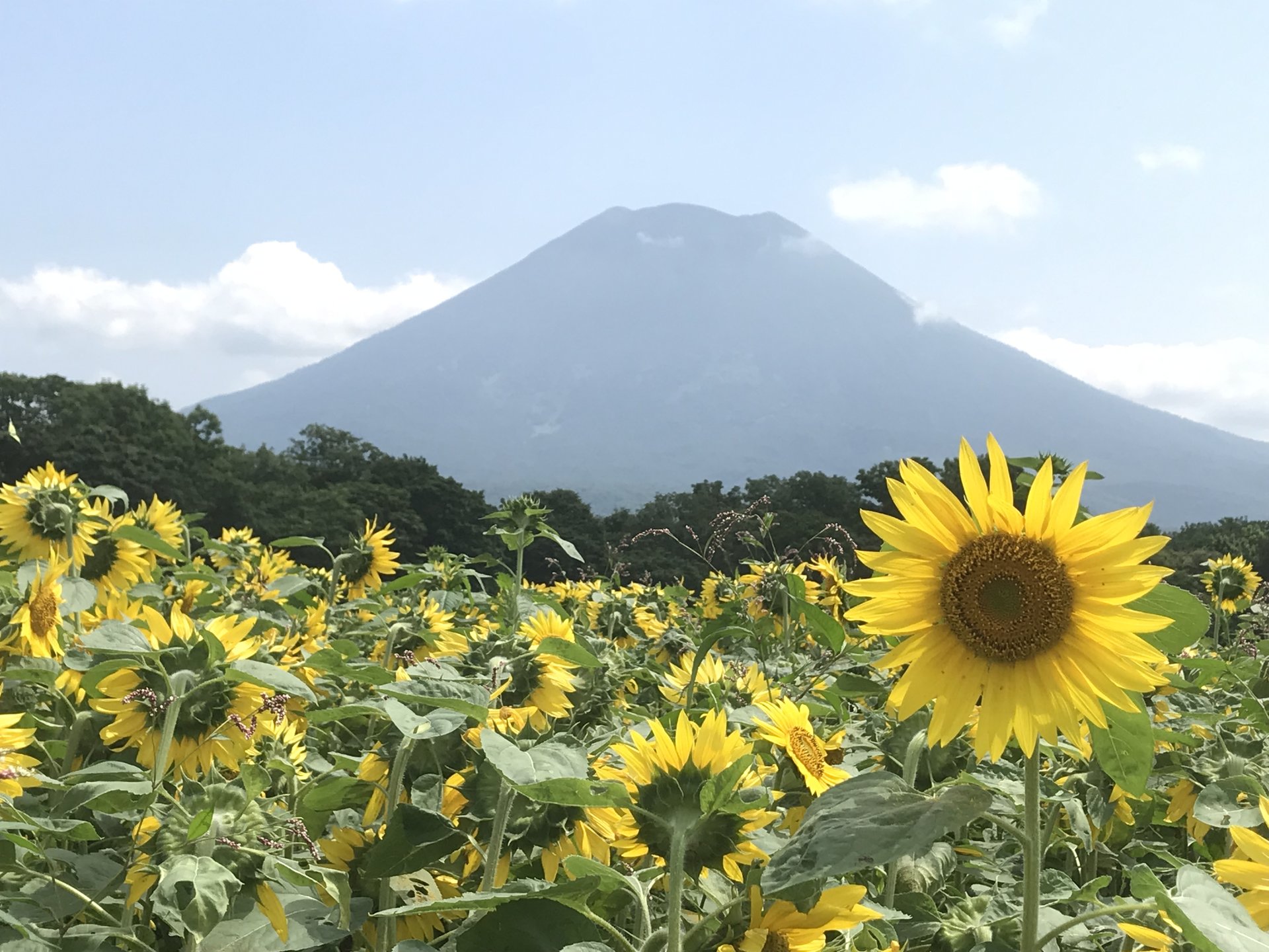 【北海道後志】スキーだけじゃない！自然＆自然の恵みを満喫できるニセコエリアおすすめドライブプラン！