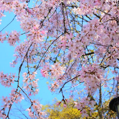 大阪城公園