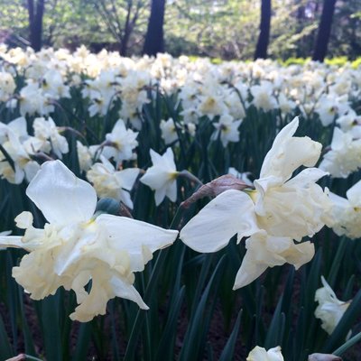 国営ひたち海浜公園