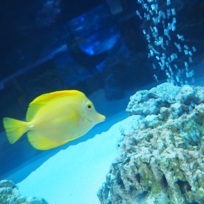 すみだ水族館