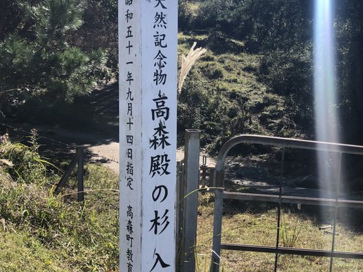 高森殿の杉