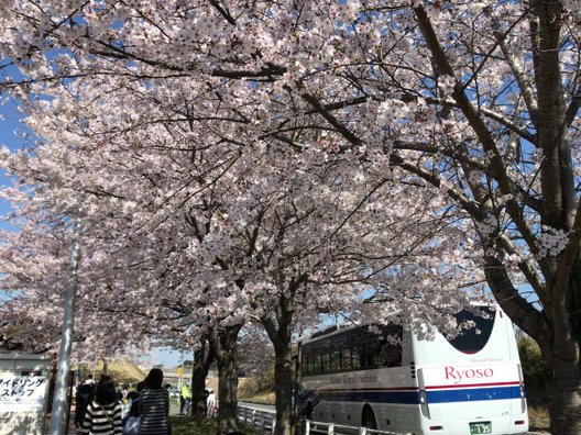 成田市さくらの山公園