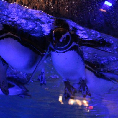 すみだ水族館