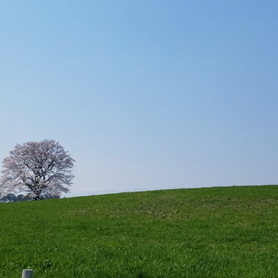 小岩井農場の一本桜