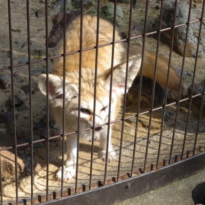 井の頭自然文化園