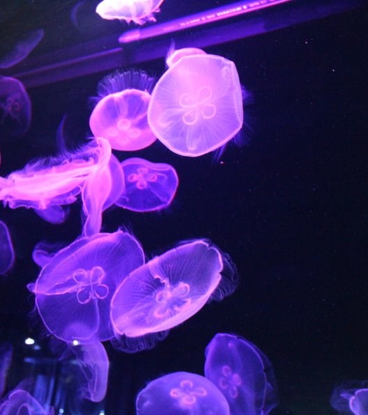 すみだ水族館