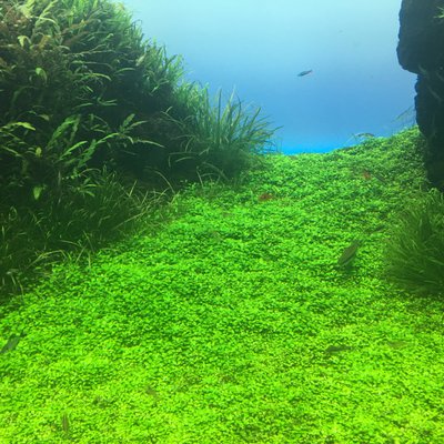 すみだ水族館