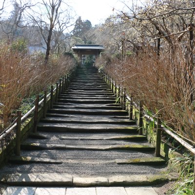 明月院(あじさい寺)