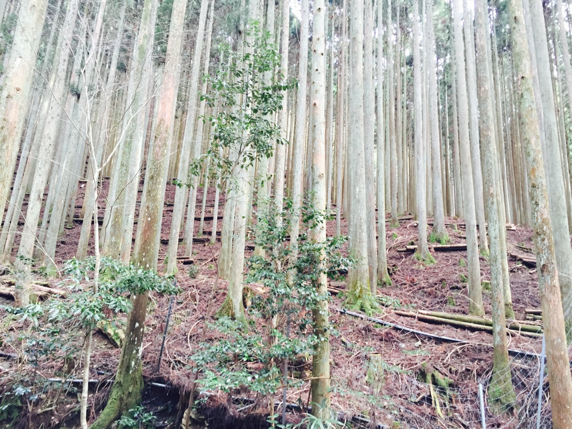 音無の滝