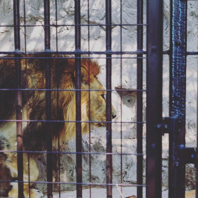 野毛山動物園