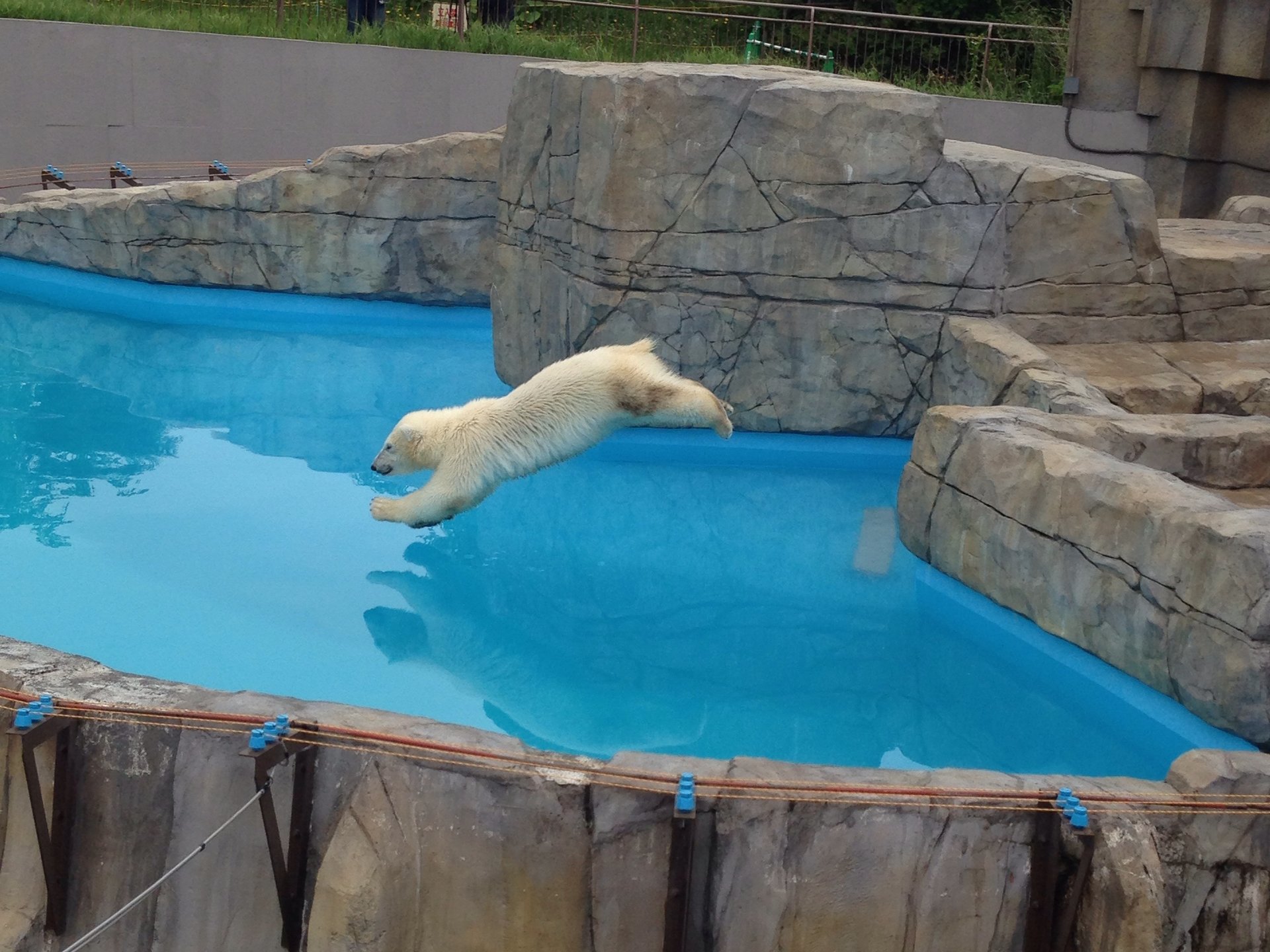 【札幌】都会のオアシス！いつ行っても違う表情が見れる！円山動物園のホッキョクグマ親子に会いに行こう！