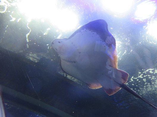 新潟市水族館マリンピア日本海