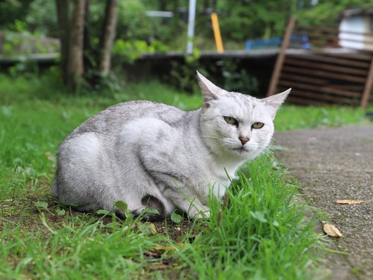 のんびり温泉別館 イワナの里