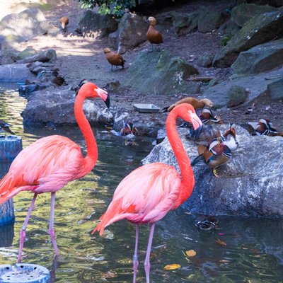 伊豆シャボテン動物公園