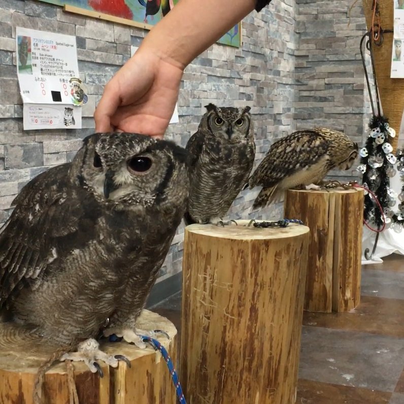 あうるぱーく フクロウカフェ池袋