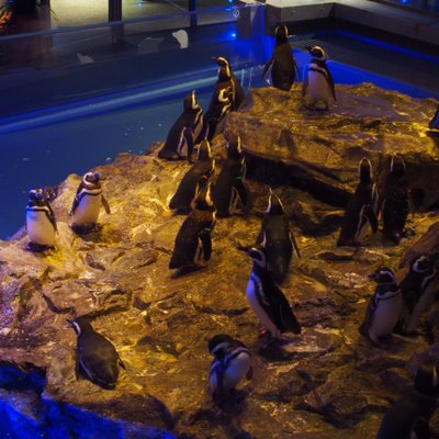 すみだ水族館