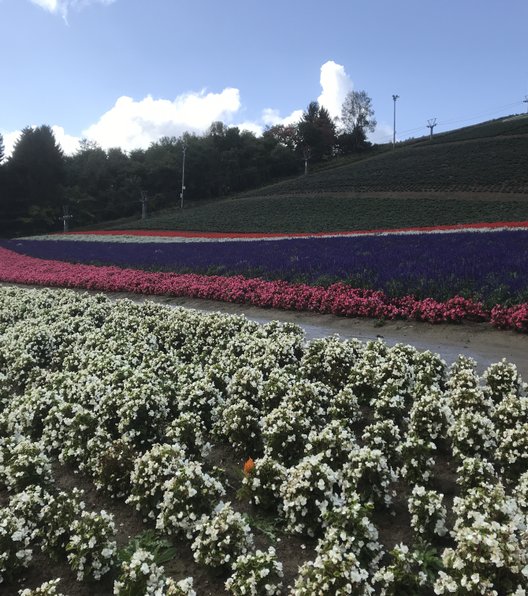 中富良野ラベンダーファーム