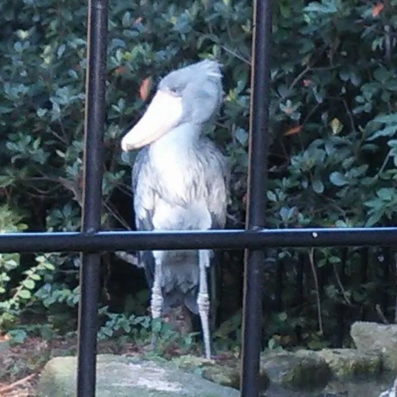 千葉市動物公園