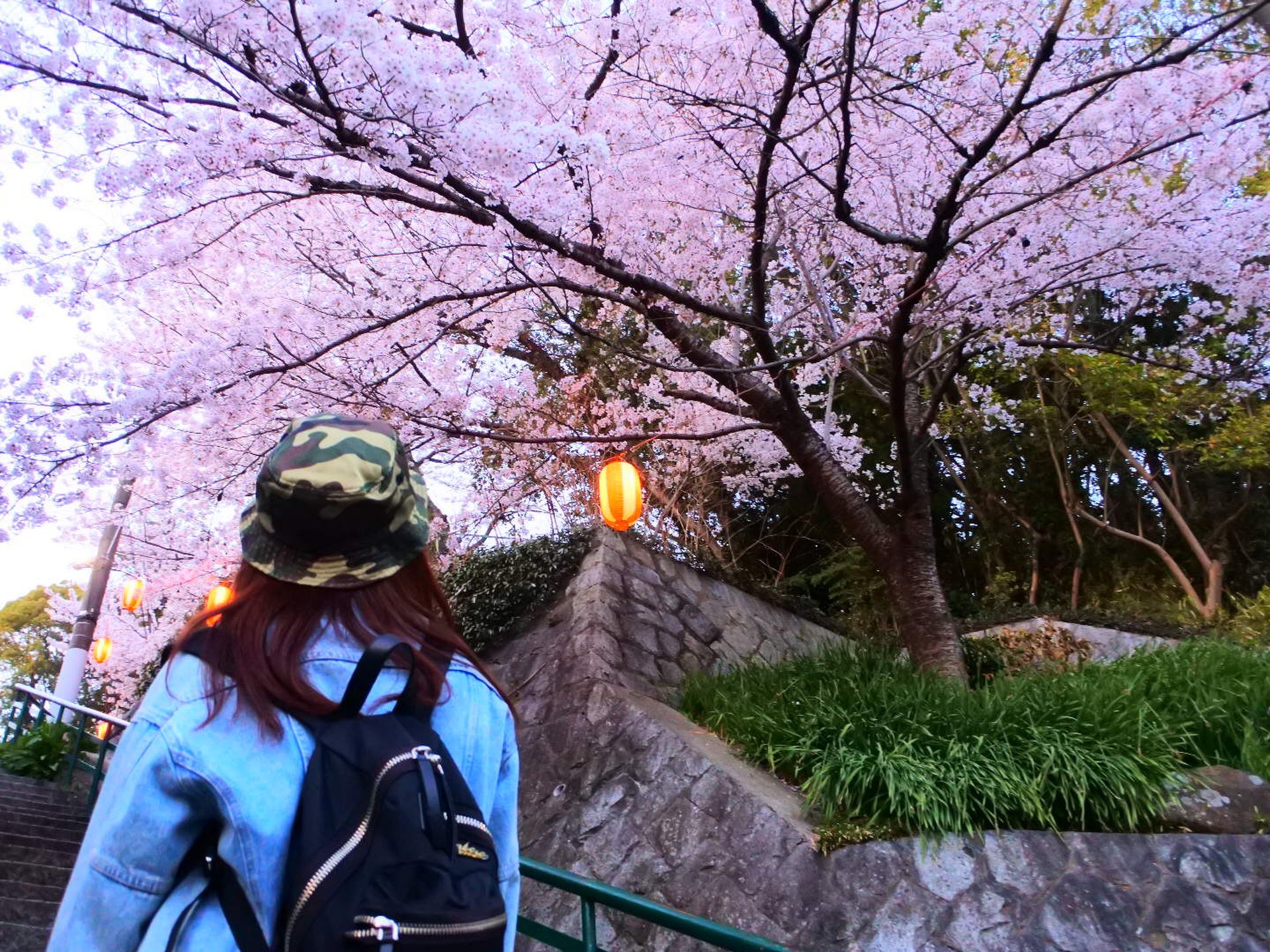【登った人だけが体験できる】大阪の高台にあるリピート率100%の桜並木♡