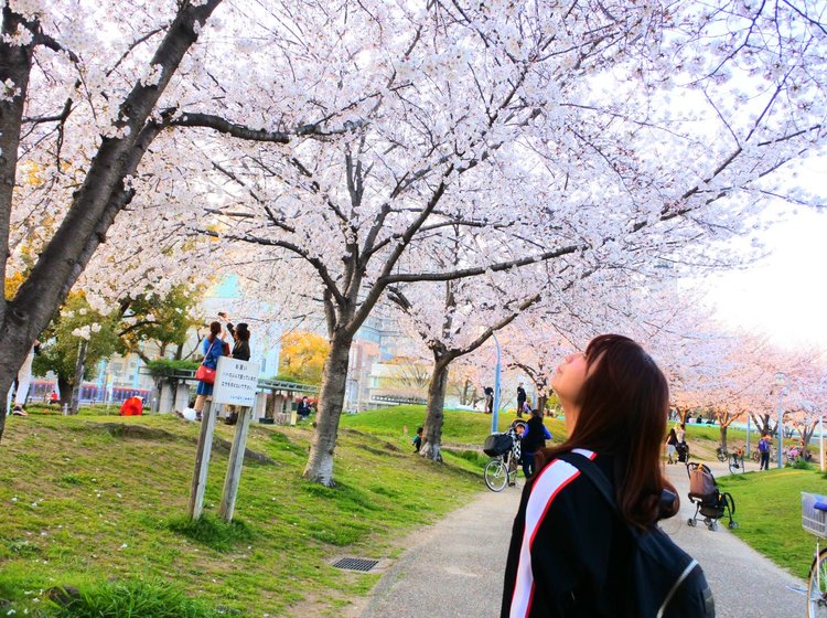 梅田から7分 最寄り駅から徒歩1分 大阪でお花見を楽しむなら駅近の扇町公園で決まり Playlife プレイライフ