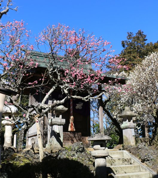 成田山公園内梅林