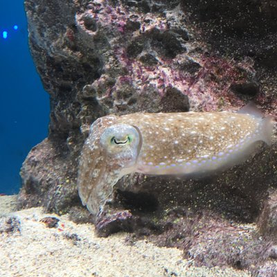 サンシャイン水族館