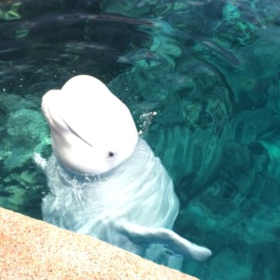 名古屋港水族館