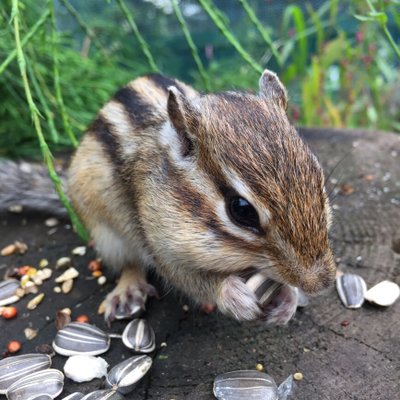 オホーツクシマリス公園