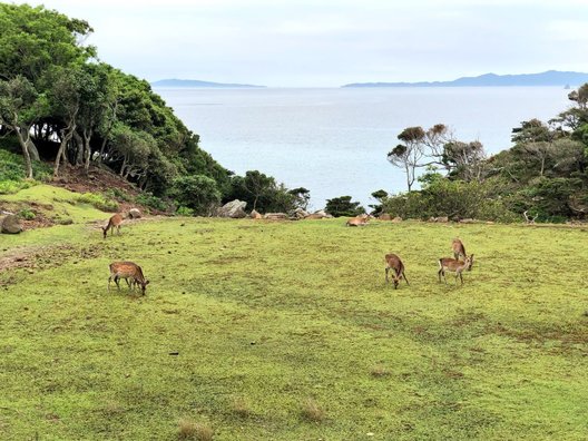 野崎島