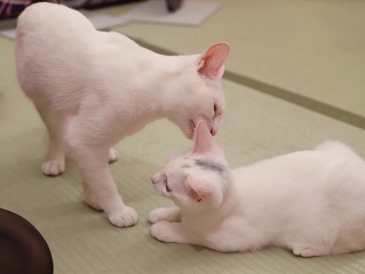 江戸ねこ茶屋