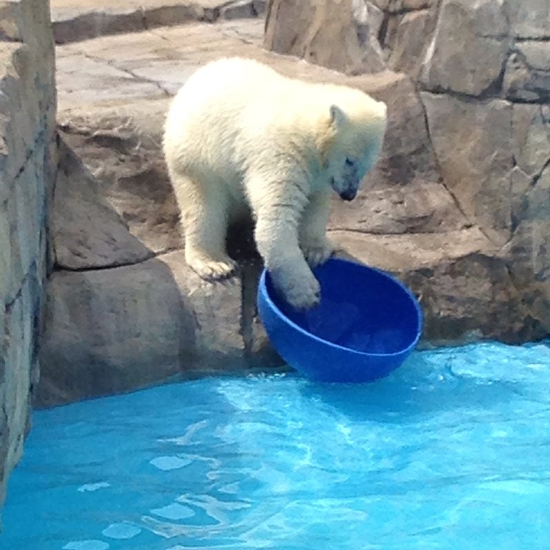 円山動物園