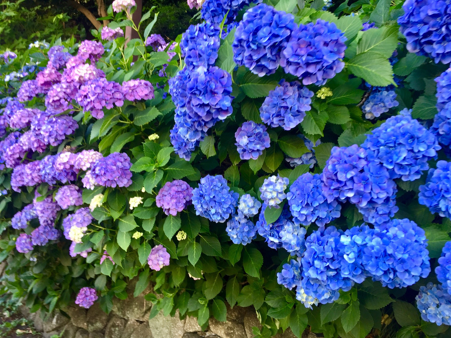 王子VS上野の穴場あじさい！6月中旬に見ごろな、飛鳥山公園と上野公園のインスタ映え紫陽花スポット