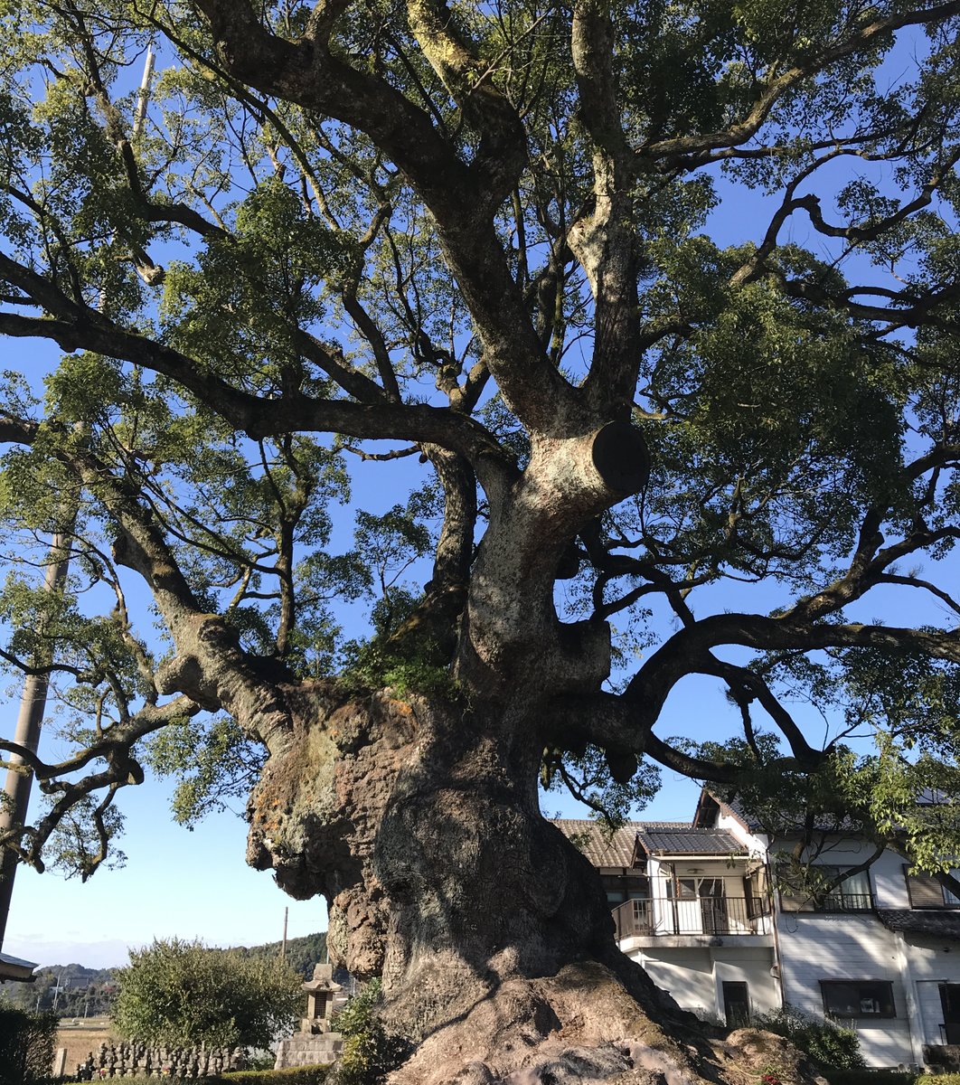 川古の大楠