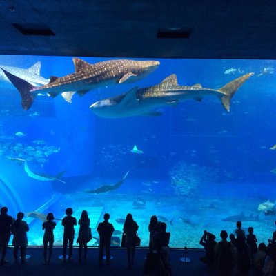 沖縄美ら海水族館