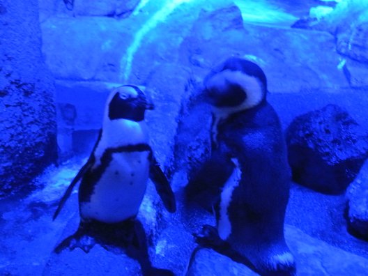 京都水族館