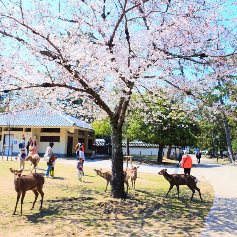 奈良公園