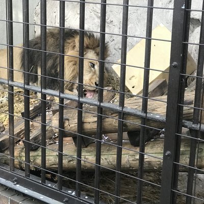 野毛山動物園