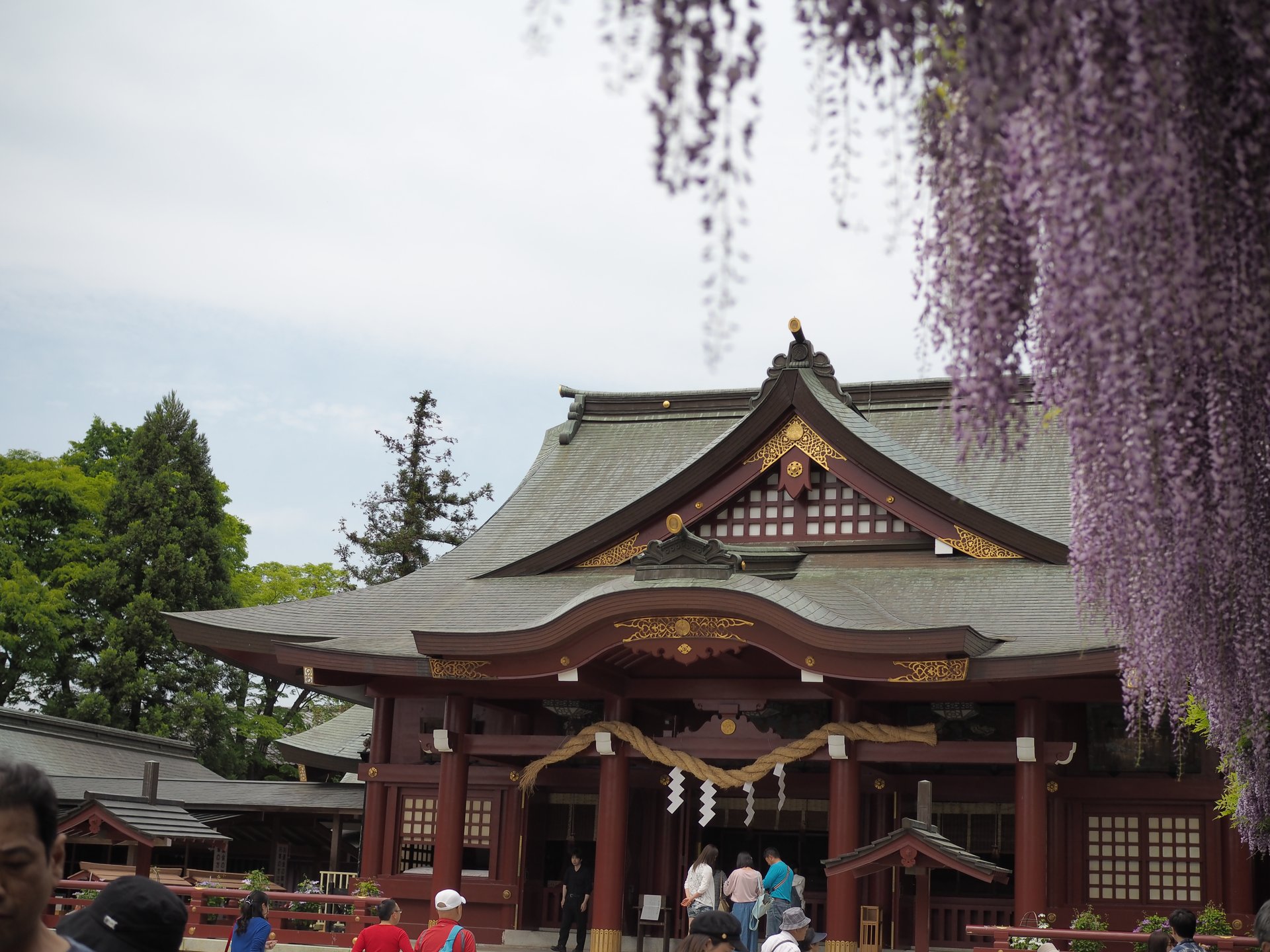 【茨城・笠間】まさにいまが見頃！日本三大稲荷”笠間稲荷神社”で珍しい藤を愛でよう♪