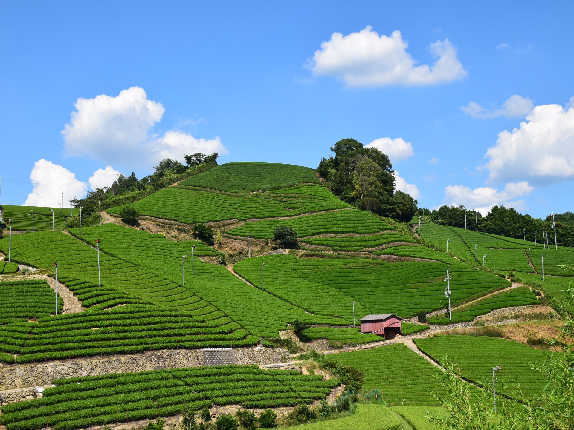石寺 の 茶畑