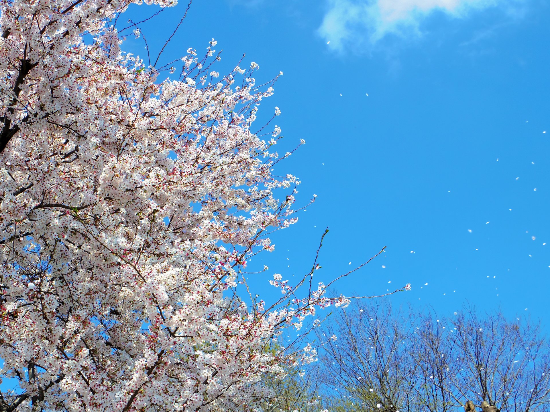 【東京・武蔵野市】今年の春はどこに行こう？お花見は井の頭恩賜公園が、まさにインスタ映えスポット！