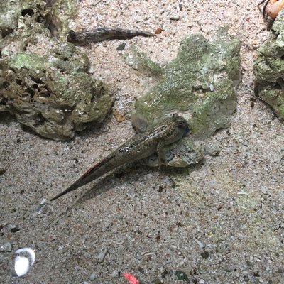 サンシャイン水族館